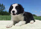 Piękna rasowa suczka - Border Collie z pełną dok. - 3