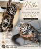 Maine coon