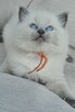 Ragdoll kocurek blue point - 6