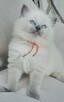 Ragdoll kocurek blue point