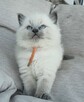 Ragdoll kocurek blue point - 4