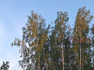 Działka budowlana Łazy gm. Lesznowola, - 2