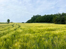 Ustawna działka z WZ 2500m2 - Czajęcice - 2