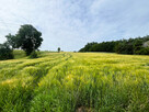 Ustawna działka z WZ 2500m2 - Czajęcice - 3