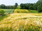 Ustawna działka z WZ - 8300m2 Czajęcice - 4