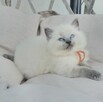 Ragdoll kocurek blue point - 3
