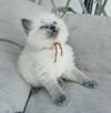 Ragdoll kocurek blue point - 5