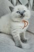 Ragdoll kocurek blue point - 7