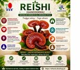 Ganoderma DXN – świadomy wybór dla wymagających !!! - 7
