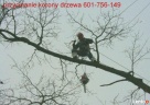 wycinanie drzew arborystyka 505-933-515 sląskie - 4