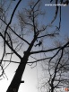 Wycinka drzew metodami alpinistycznymi, usługi rębakiem