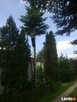 WYCINANIE I PRZYCINANIE DRZEW. - 4
