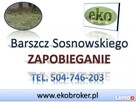 Barszcz Sosnowskiego, zwalczanie, usuwanie, likwidacja - 3