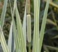 Rośliny do oczka, ogrodu HYDROFLORA - 4