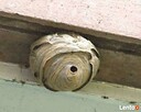 usuwanie likwidacja zwalczanie gniazd roi szerszeni Bielsko - 5