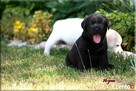 Mamy szczenięta rasy Labrador Retriever - 3