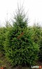 Świerk Pospolity Zwykły SREBNY Choinka ŚWIERKI CHOINKI - 9