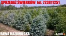 Świerk Pospolity Zwykły SREBNY Choinka ŚWIERKI CHOINKI - 4