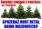 ŚWIERK SREBRNY CHOINKI ŚWIERKI HURT DETAL RAWA MAZOWIECKA - 5