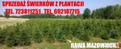 ŚWIERK SREBRNY CHOINKA CHOINKI ŚWIERKI HURT DETAL RAWA MAZ - 4