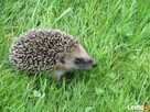Sprzedaż akcesoriów dla zwierząt-CAŁA POLSKA - 6