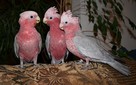 Papugi ręcznie karmione - 3