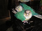 Papugi ręcznie karmione - 5