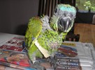 Papugi ręcznie karmione - 2