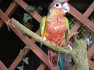 Papugi ręcznie karmione - 1