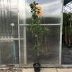 Jabłoń ROYALTY 120 cm Sadzonka w pojemniku! - 5