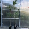 Jabłoń PROFESSOR SPRENGER 150-170 cm sadzonka w pojemniku! - 6