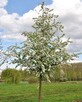 Jabłoń PROFESSOR SPRENGER 150-170 cm sadzonka w pojemniku! - 3