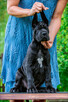 DOG Niemiecki - rodowód ZKWP ( FCI ) - 3