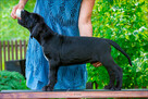 DOG Niemiecki - rodowód ZKWP ( FCI ) - 4