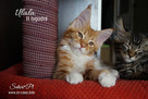 Maine Coon - kocięta, rodowód WCF - 8