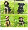 Psy do adopcji - 2