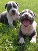 Amstaff blue szczeniaki - 2