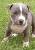 Amstaff blue szczeniaki - 3
