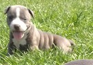 Amstaff blue szczeniaki - 4