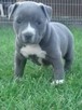 Amstaff blue szczeniaki - 5