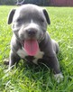 Amstaff blue szczeniaki - 1