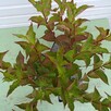 Krzewuszka cudowna, Krzewuszka weigela Bristol Ruby - 2