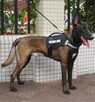 SZELKI SMYCZ SERVICE dog police mocne dla dużego psa - 2