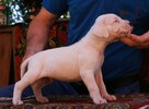 Dogo Argentino Dog Argentyński - piękne szczenięta - 7