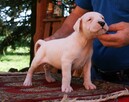 Dogo Argentino Dog Argentyński - piękne szczenięta - 6