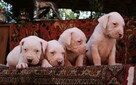 Dogo Argentino Dog Argentyński - piękne szczenięta - 2