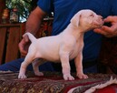 Dogo Argentino Dog Argentyński - piękne szczenięta - 8