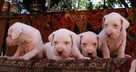 Dogo Argentino Dog Argentyński - piękne szczenięta - 1