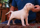 Dogo Argentino Dog Argentyński - piękne szczenięta - 3