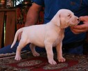Dogo Argentino Dog Argentyński - piękne szczenięta - 5